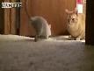 Tom ve jery g�rmesin