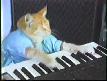 Piyanist Kedi