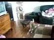 Delikanl� kedi