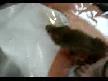 fareler