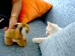van kedisi