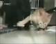 kedi kopek kavgasi