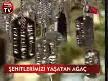 şehit ağacı