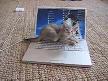Kedi Laptop �st�nde Kafay� Yicek