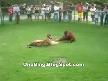 Orangutan ve Tiger izle