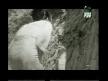 Yılanla dans
