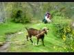 Ke�i izle