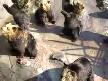Ay�lar izle