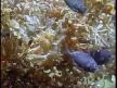 Sargassum Bal��� izle