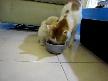 Kedi k�pek izle
