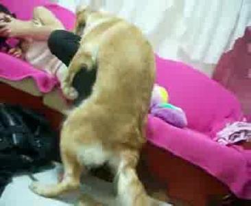 sahibine sald�ran azg�n k�pek