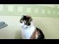 Kedi ve teknoloji