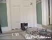 Deer door 
