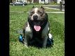 pitbullx izle