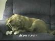 Çılgın Köpek