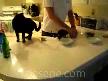 Aç Kedi