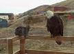 Kartal ve Kedi