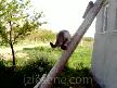Kedi ile Köpek