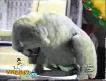 ?lgin� A?lama