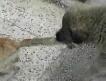 Kedi Köpek Dalaşı