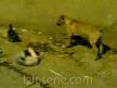 Kedi ve Köpek