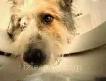 Kedi ile Köpek 2