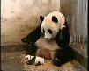 Yavru panda