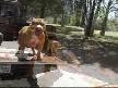 pitbullx 2 izle