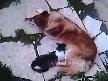 Köpek ve Kedi