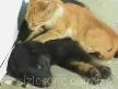 Kedi Köpeğe Masaj