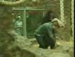 Goril