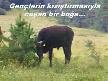 yaylada azgın bır boga