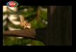 Kelo�lan masallar� final 39 b�l�m