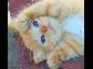 kedi