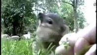 Sincap Kurnazl�k Yap�yor