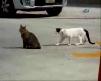 B�yle kedi kavgas� g�rmediniz :))