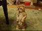 Bu kedi cok sevimli:)